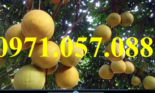 Cây giống bưởi đỏ tân lạc